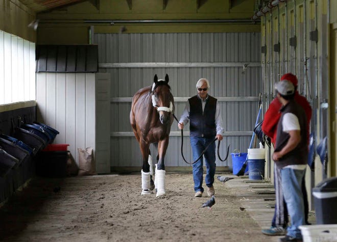 Kentucky Derby and Preakness Stakes winner American Pharoah is led around the stable by trainer Bob Baffert after arriving at Belmont Park in Elmont, N.Y., Tuesday, June 2, 2015. American Pharoah will try for the Triple Crown on Saturday, June 6, in the 147th running of the Belmont Stakes horse race. (AP Photo/Seth Wenig)