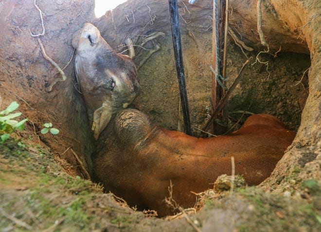 A bull is trapped inside a well on Wednesday, June 3, 2015 in Fairburn, Ga. The 1,500 pound bull named Boy fell through rotten wood that was covering the well on his property south of Atlanta. Crews used a backhoe to dig a bigger hole so the animal could walk out. (John Spink/Atlanta Journal-Constitution via AP) MARIETTA DAILY OUT; GWINNETT DAILY POST OUT; LOCAL TELEVISION OUT; WXIA-TV OUT; WGCL-TV OUT