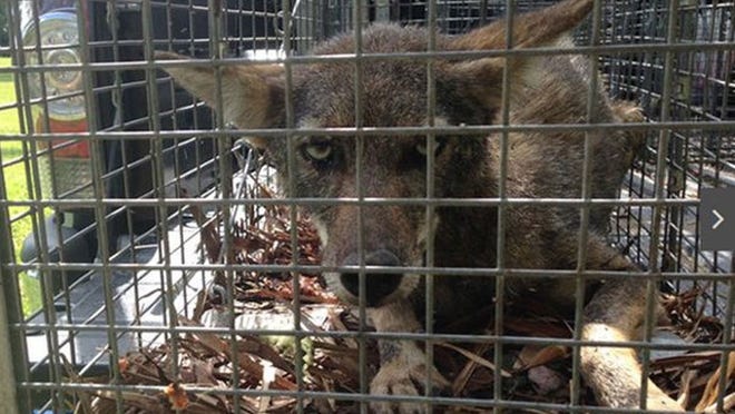 Palm Beach County Animal Care and Control says a coyote was caught in the Timberwalk Community in west Boca Raton Sunday morning. (Photo  by Paul Zambrano)