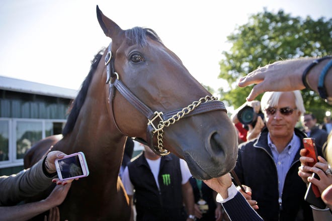 Members of the media touch and photograph Triple Crown winner American Pharoah at Belmont Park in Elmont, N.Y., Sunday, June 7, 2015. American Pharoah won the Belmont Stakes to become the first horse to win the Triple Crown in 37 years.