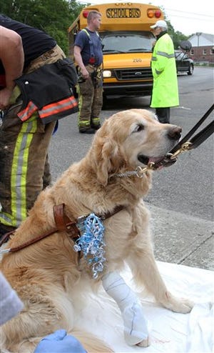 Figo, an injured guide dog, waits to be transported to a veterinarian Tuesday, June 8, 2015 in Brewster, N.Y. Figo and his owner were both struck by a small school bus while crossing a street. Figo threw himself in front of a mini school bus to try to protect his blind owner and stayed by her side as emergency responders tended to the injured pair, authorities said. ( Frank Becerra Jr./The Journal News via AP)