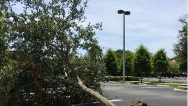 Several trees were knocked over by tornado that National Weather Service says passed through Countyline Plaza in Tequesta on Thursday afternoon.(Photo by Bill DiPaolo)
