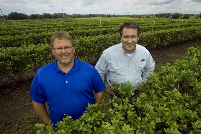 FIVE-STAR FAMILY GROWERS FARM MANAGER BILL JOHNSON, left, and managing partner Randy Knapp stand amid the nearly 80 acres of blueberry plants at their facility in Auburndale on Wednesday morning in the wake of a record year.