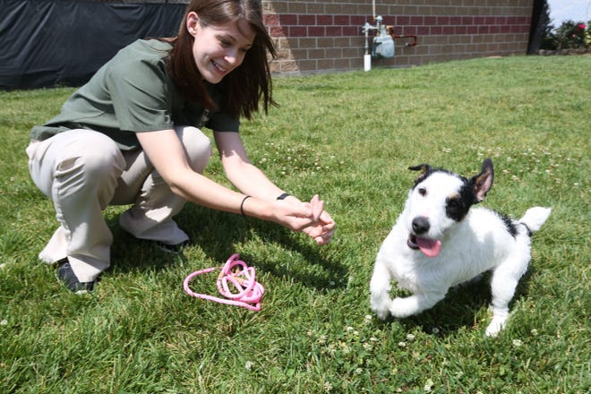 Technician Sam Jenkins plays with 'Zacharius,' a Jack Russell terrier out in the dog exercise area of the Hutchinson Animal Shelter, 1501 S. Severance, Wednesday afternoon, June 10, 2015. The shelter is always looking for volunteers to take the dogs into the fenced-in exercise area to let the dogs run and play.