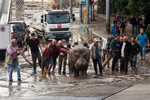 People assist a hippopotamus that has been shot with a tranquilizer dart after it escaped from a flooded zoo in Tbilisi, Georgia, Sunday, June 14, 2015. Tigers, lions, a hippopotamus and other animals have escaped from the zoo in Georgia's capital after heavy flooding destroyed their enclosures, prompting authorities to warn residents in Tbilisi to say inside Sunday. At least eight people have been killed in the disaster, including three zoo workers, and 10 are missing. (AP Photo/Tinatin Kiguradze)