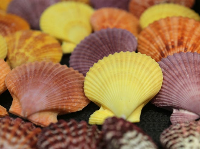 Colorful shells are on display during the 18th annual Gulf Coast Shell Show at the Panama City Beach Senior Center on Sunday.