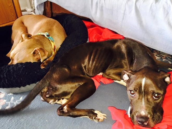 Nani snuggles up to her foster brother Aladdin, who also was abused and rescued.
