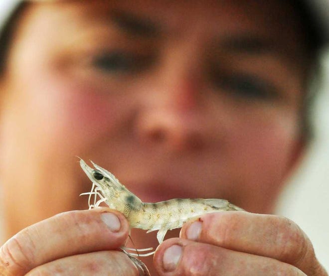 University of North Florida associate professor Kelly Smith looks at a juvenile brown shrimp caught in a seine net at the Guana Lake Dam in Ponte Vedra Beach.