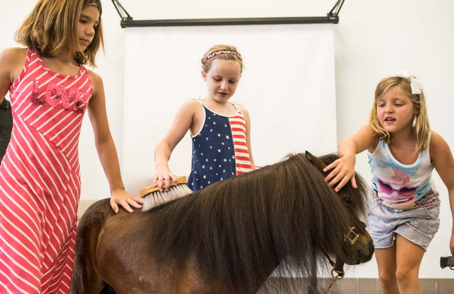 From left, Lillian Torres, 9, Laney Reboul, 8, and Zoey Bell, 8, brush Florida Cracker at the Fur Fun Summer Camp at the Humane Society of Sarasota on Tuesday, June 16, 2015.