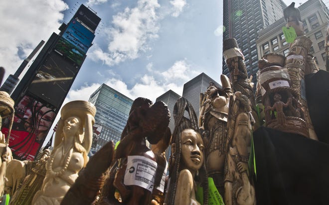 AP Photo/Bebeto Matthews U.S. government display confiscated illegal ivory before crushing more than a ton in an effort to halt elephant poaching and ivory trafficking, Friday, June 19, 2015, at Times Square in New York. Animal advocates say the trade in ivory threatens to wipe out African elephants.