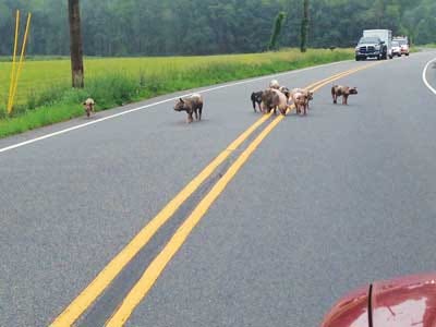 Submitted photo - Animals causing traffic jams may not be the norm in certain parts of the state, but in Sussex County some may call it routine.