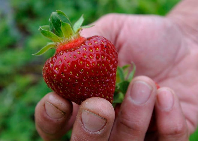 Taken a few years ago, farmer Geoff Andrews holds a perfect strawberry from an early dawn heirloom strawberry plant at the Tony Andrews Farm gathering up a few quarts before the rain came in.