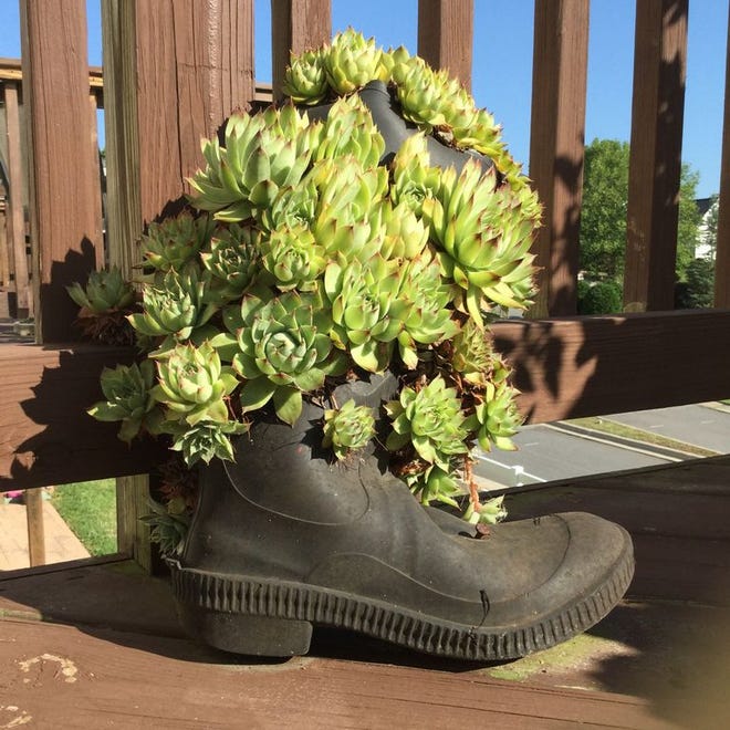Oliver Randall, who passed in 2005, wore these boots every day in the summer when he went to his garden in Asheville.

 Danny Randall, of Mount Holly, took his dad’s boots and propagated the hens and chicks from a plant that belonged to his mother Jewel Randall.

Jewel Randall passed away in 2011, but their son has the boots on his deck and thinks of his parents every time he looks at them.