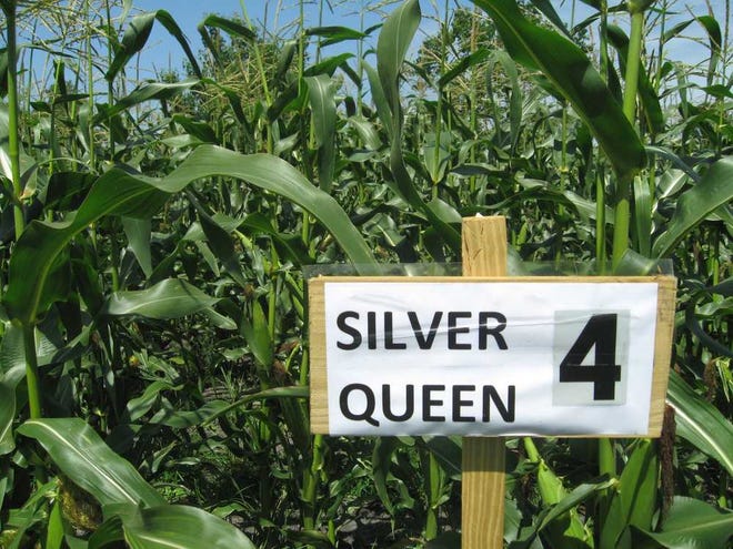 Beth.Cravey@jacksonville.coma Most of the almost 3,000 stalks of corn planted on the grounds of Our Redeemer Lutheran Church are the Silver Queen variety, a sweet white corn.