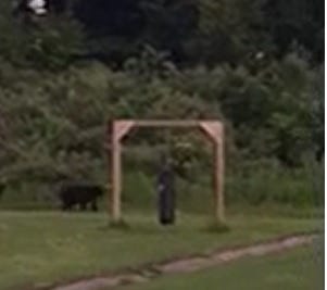 A screen grab from a cellphone video taken Sunday by Anthony Brooks of Dudley shows a bear walking along the edge of the football practice field at Shepherd Hill Regional High School in Dudley.