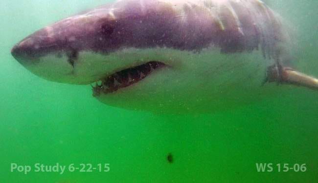 A great white shark named Freckles, spotted off the Cape Cod coast Monday, was filmed by Greg Skomal, senior marine fisheries biologist for the state Division of Marine Fisheries. The state is working together with the Atlantic White Shark Conservancy to study the massive sharks.