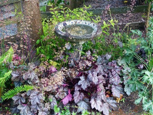 In this May 31, 2015 photo, a cluster of heuchera and their assortment of long-blooming flower spikes, provide color and texture against a birdbath, tree and split rail fence and make for easier, more efficient watering on a property near Langley, Wash. (Dean Fosdick via AP)