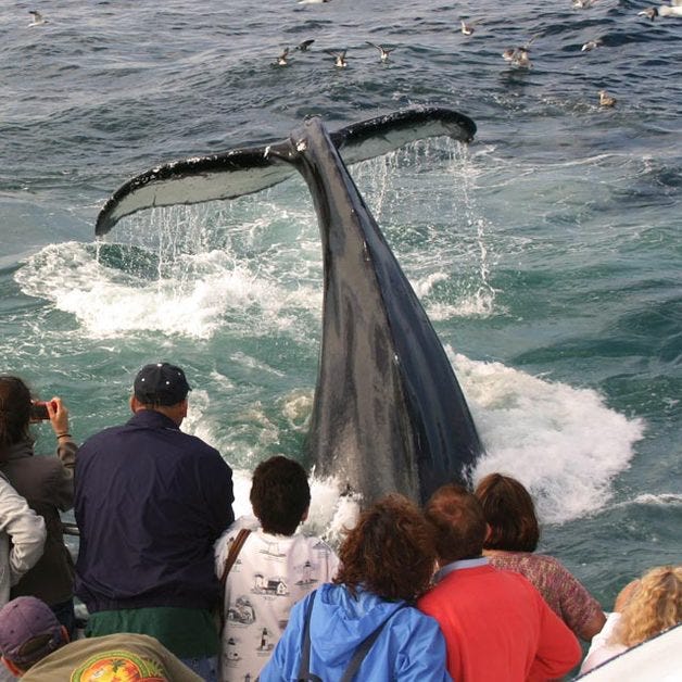 Set your sights on some whale watching in Plymouth with Captain John Whale Watching & Fishing Tours. Courtesy photo