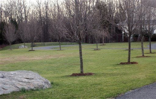 In this undated photo, the main benefit from the ring of mulch around each of these trees is to keep the lawnmower from thrashing at their bark in New Paltz, N.Y. Mulches also help conserve water by slowing evaporation from the soil surface. (Lee Reich via AP)