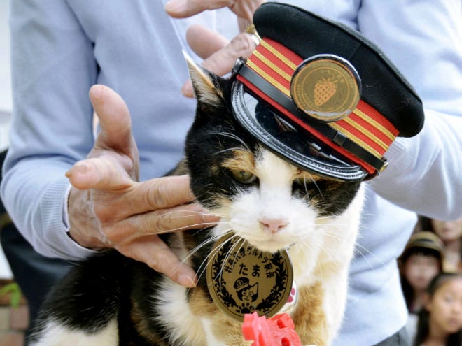 In this April 29, 2015 photo, Tama, a cat stationmaster, Japan’s feline star of a struggling local railway, receives a birthday cake on her 16th birthday in Kinokawa, Wakayama Prefecture, western Japan. Tama was mourned by company officials and fans and elevated into a goddess at a funeral Sunday. Tama died of a heart failure on June 22. (Kyodo News via AP)