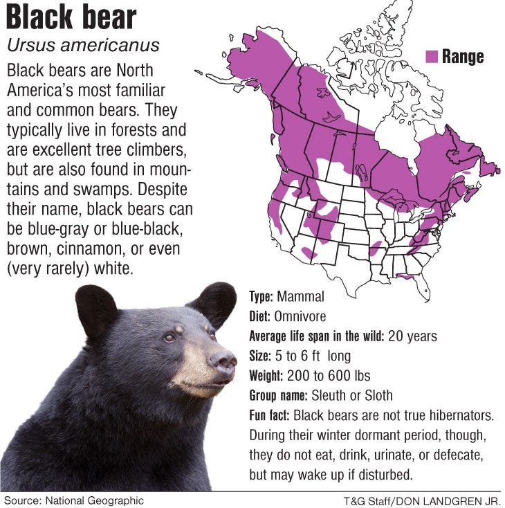 Black bears extend east across state Black bears extend east across state