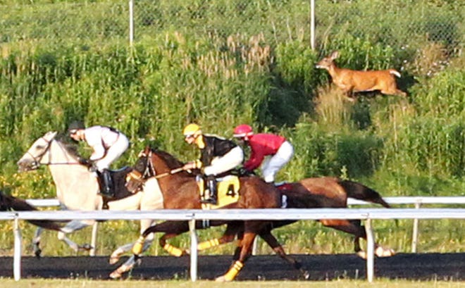 This is a June 24 contributed photo of a deer (background, right) that came close to racing horses (foreground) on the backstretch of Presque Isle Downs & Casino in Summit Township. No people or horses were injured in the incident, which occurred in the last race of the evening. RENEE TORBIT, Coady Photography/