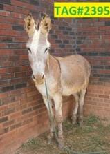 The Animal Care and Enforcement Division of the Gaston County Police are looking for the owner of a lost donkey.