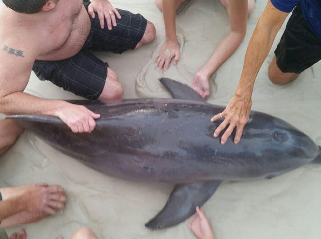 The stranded dolphin.