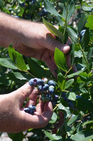 Ten different varieties of blueberries are grown on the farm.