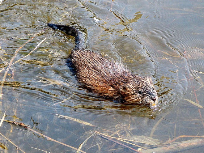A muskrat swimming on the river. Wikipedia photo