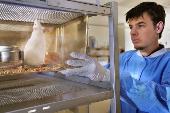 Will.Dickey@jacksonville.com--06/29/15--Jean-Christophe Greaux, an international student from France, holds a rat before taking its blood pressure during a nutrition study at the University of North Florida Monday, June 29, 2015 in Jacksonville, Florida. One group of rats was fed plant-based food and the other animal-based, to determine how it affects their health. (The Florida Times-Union, Will Dickey)