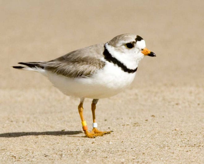 The New Hampshire Fish and Game Department reports four piping plover nests have hatched in Seabrook and Hampton in the last two weeks and another two are expected to hatch over the Fourth of July weekend. Audubon/courtesy photo