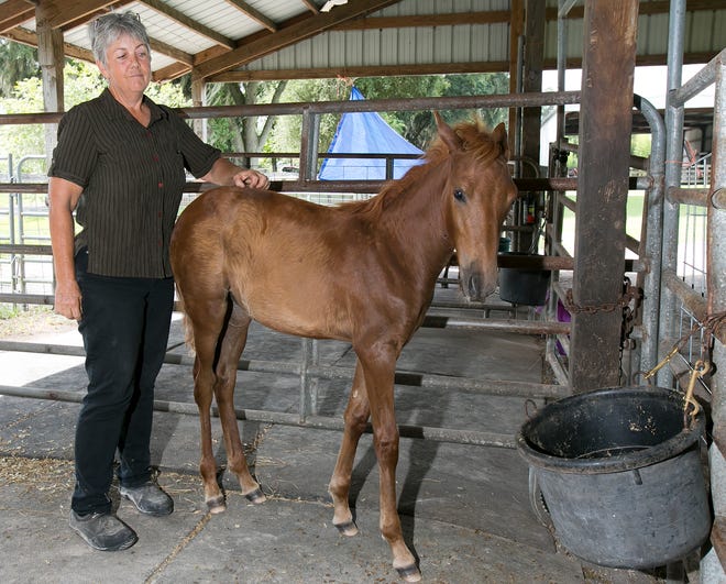Morgan Silver, founder and executive director of Horse Protection Association of Florida, talks about how Marion County horse abuse cases are rampant in Marion County, but rarely go properly prosecuted.