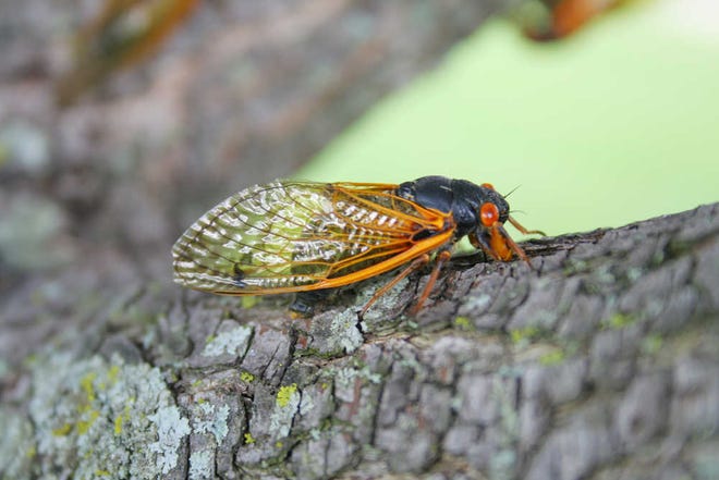 Adult 17-year cicadas are the size of a peanut with brilliantly red colored eyes and see-through wings with orange veins. Nymphs emerge when the soil temperature exceeds 64 degrees and land on nearby vegetation. Adults feed on the fluids of trees.
