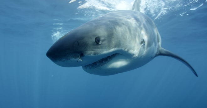 A great white shark swims near Guadalupe Island off the coast of Mexico in this undated file publicity image provided by Discovery Channel. The cable channel's immensely popular 'Shark Week' series has been running since 1988. AP Photo/Discovery Channel