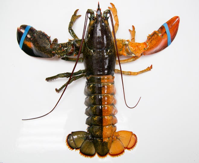 A Monday, July 6, photo shows a rare orange-brown split colored lobster that arrived recently at the Pine Point Fisherman's Co-Op in Scarborough, Maine. According to research by the Lobster Institute, the chances of finding a split colored lobster is one in 50 million. Only the albino lobster, one in 100 million, is rarer than the split-colored lobster, according to the institute. Yoon S. Byun/Portland Press Herald