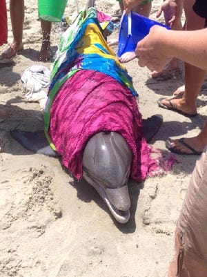 Beachgoers use water and wet towels to keep a bottlenose dolphin cool after it washed ashore Friday on Kure Beach. The dolphin later died, according to a UNCW professor. Photo courtesy of WWAY NewsChannel 3