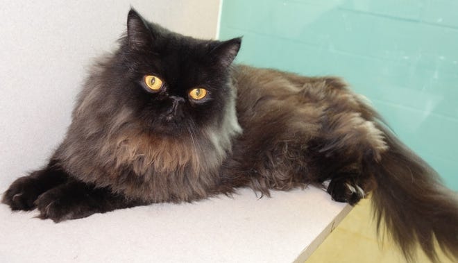 Mogli is a 2-year-old neutered male Persian mix. Photos provided by Flagler Humane Society