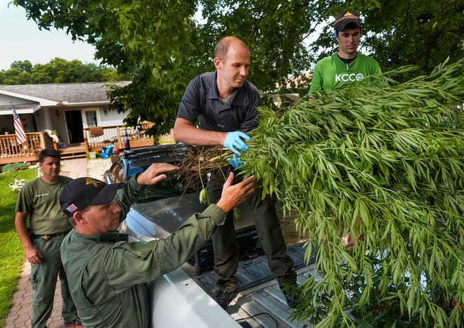 Members of the Woodford County's proactive unit of the Sheriff's Department remove marijuana plants and other evidence after a raid on a home in Bayview Gardens on Friday, July,10, 2015.