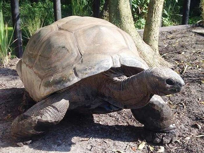 Goober, a 411-pound Aldabra tortoise, is back at the Jacksonville Zoo and Gardens.