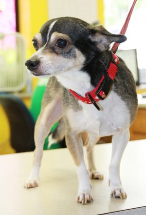 JAMIE MITCHELL•TIMES RECORD Chester Copperpot is a 6-year-old short coat Chihuahua mix.