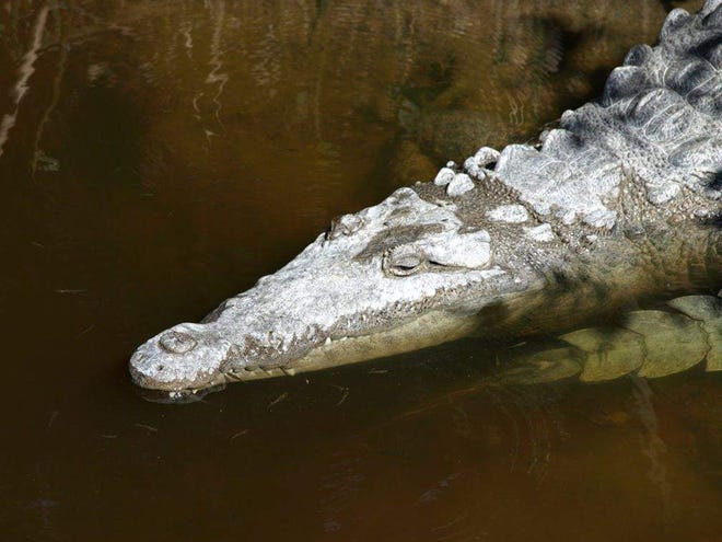 In this undated photo provided by the University of Florida, an adult American crocodile swims at Everglades National Park, Fla. A UF study has found a record number of American crocodile hatchlings in Everglades National park this year, providing hope that restoration efforts are helping the once endangered species.
