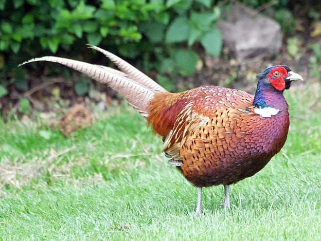 Introduce pheasants into your training. Wikipedia photo