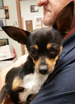 Chihuahua/terrier, tri color, male, adult.