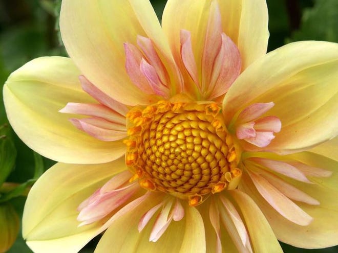 Dahlias like full sun or part shade (meaning at least four hours sun per day) and are quite easy to grow.