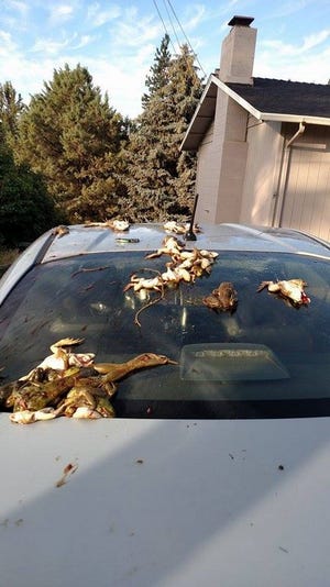 Frogs litter the car of the Jones family Tuesday morning.