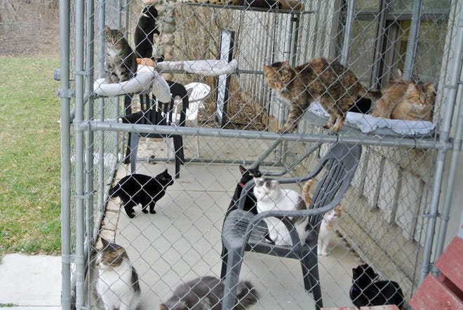 Cats enjoy the outside cat room at the Greater Hillsdale Humane Society. COURTESY PHOTO