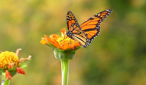 A Monarch butterfly gets nectar from a Mexican sunflower.