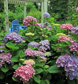 The garden of C.L. Fornari, who founded the First Annual Hydrangea Festival which runs through July 19.