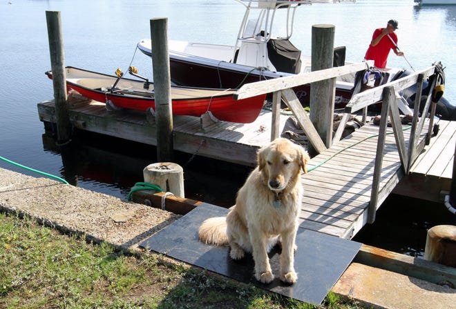 Nick Califano of Barrington cleans his boat at the dock on the Barrington River Monday morning while his dog Homer keeps him company early.